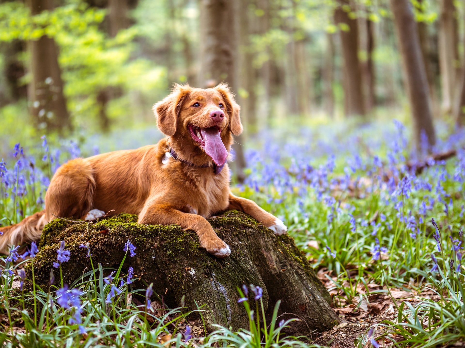 Veterinarian in Wichita Falls, TX